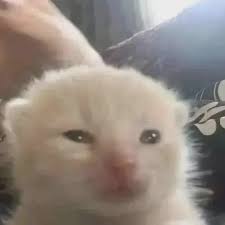cat staring into your soul